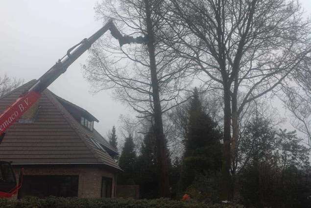 Rooien van 10 stuks eikenbomen langs de oprit in Berkel Enschot